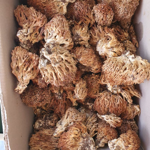 지리산 자연산 싸리버섯 채취판매,손질된 염장싸리버섯