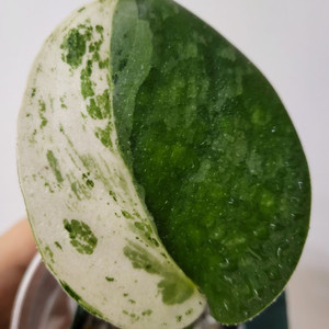 (희귀) 스킨답서스 마야리