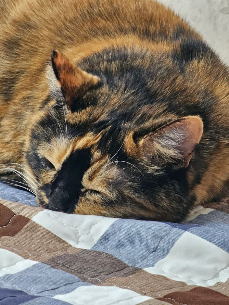 profile-image