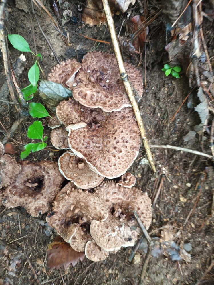자연산 능이버섯 1kg--0