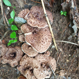 자연산 능이버섯 1kg
