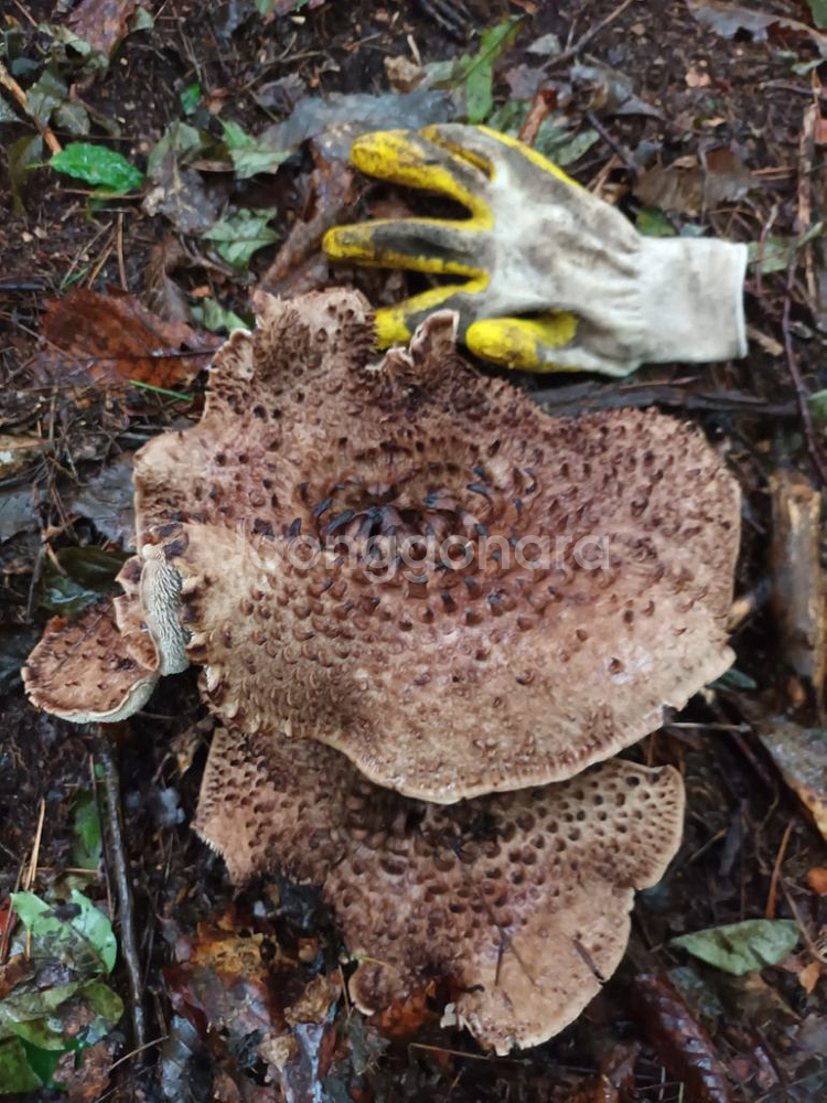 자연산 능이버섯 1kg--1