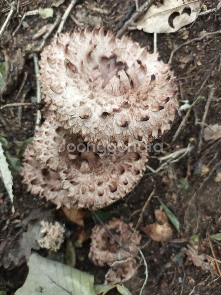 자연산 능이버섯 1kg--2