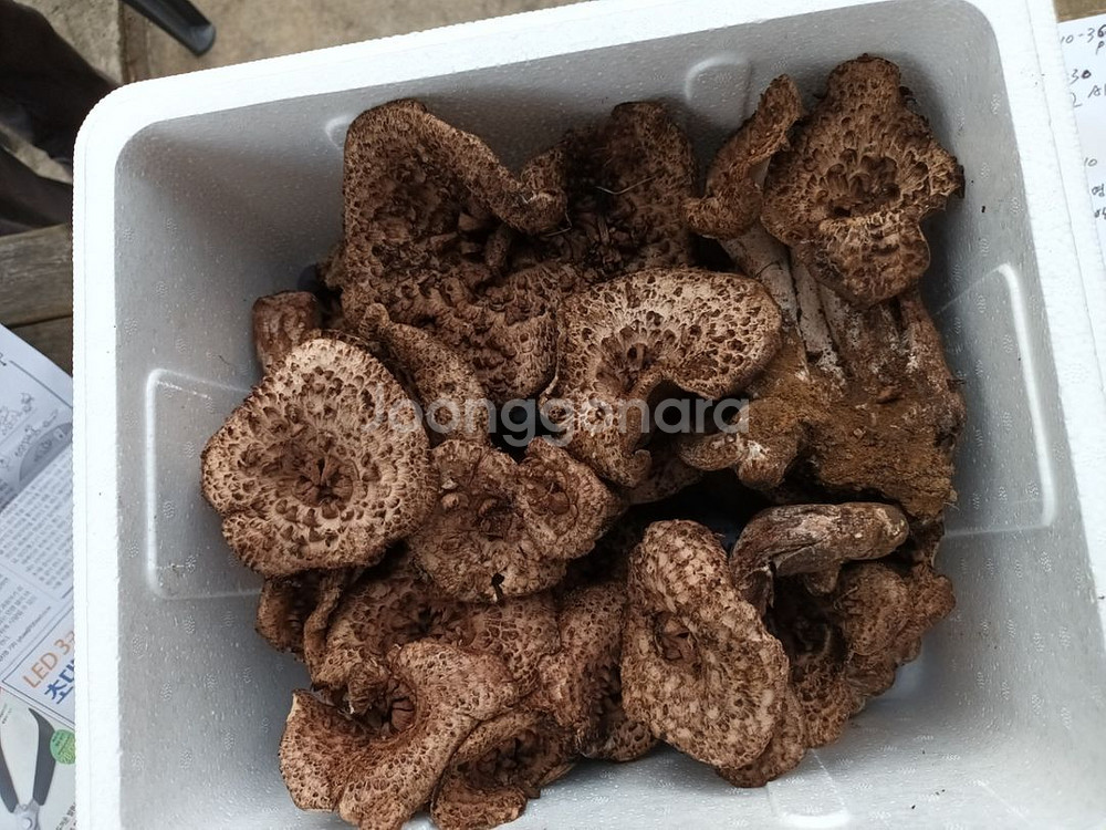 자연산 능이버섯 1kg(한정)--3
