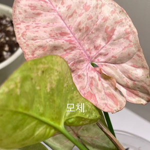 핑크스팟 싱고니움