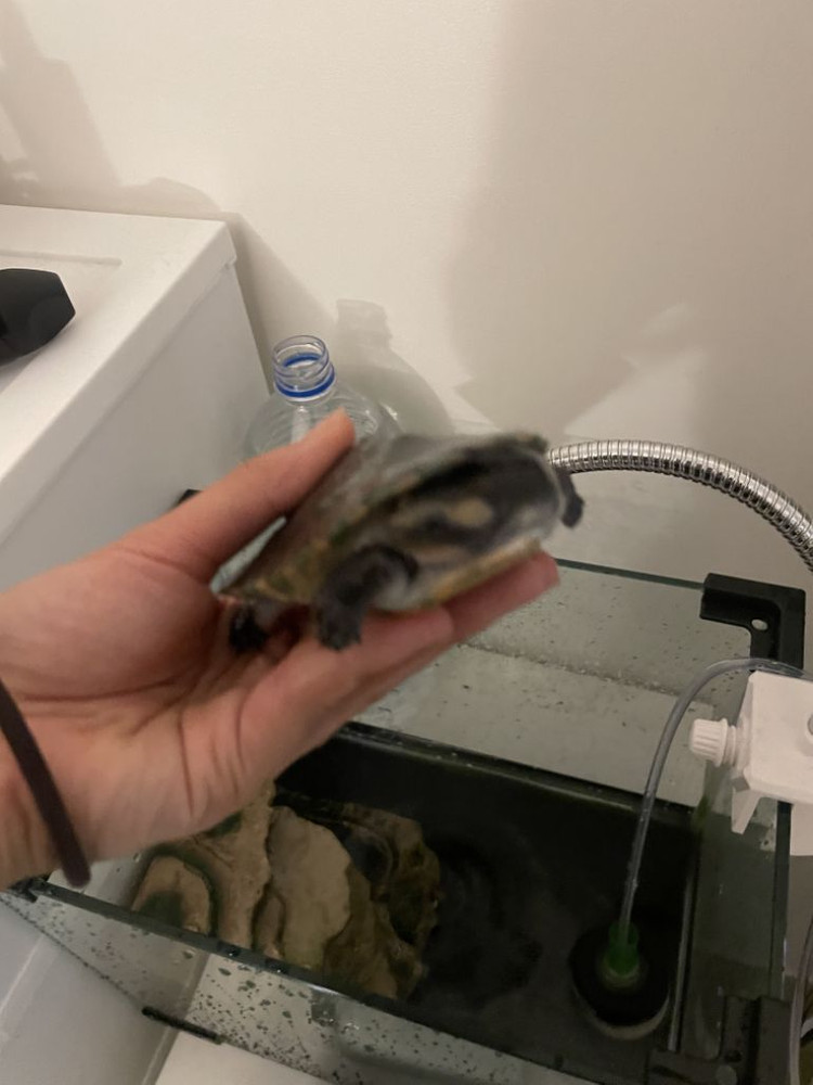 핑크밸리 사이드넥 수조세트 분양 이미지