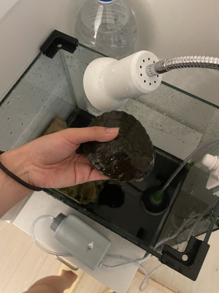 핑크밸리 사이드넥 수조세트 분양 이미지