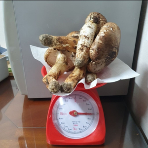 [자연산 송이버섯 500g]