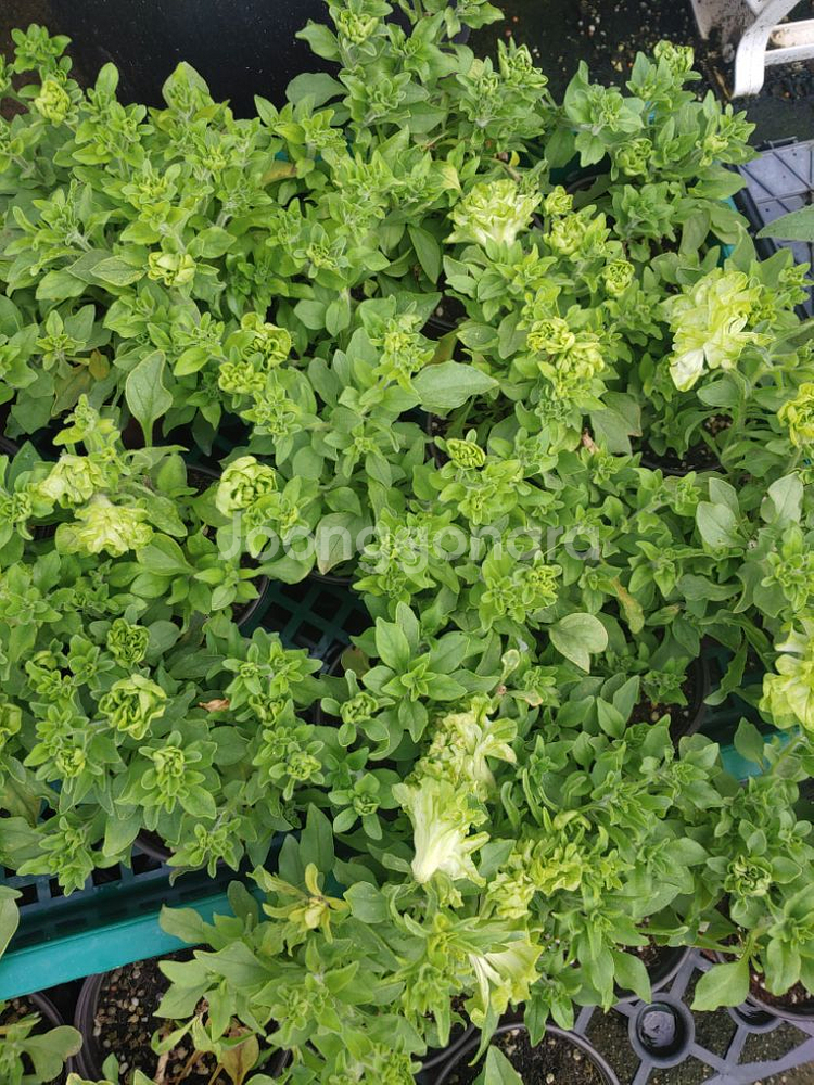 페츄니아-쇼난베르데(Shonan Verde)포트~!--3
