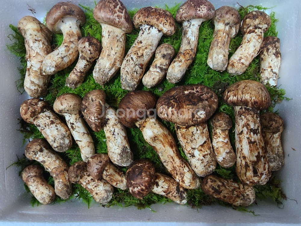 자연산 송이버섯 1kg (무주구천동)--0