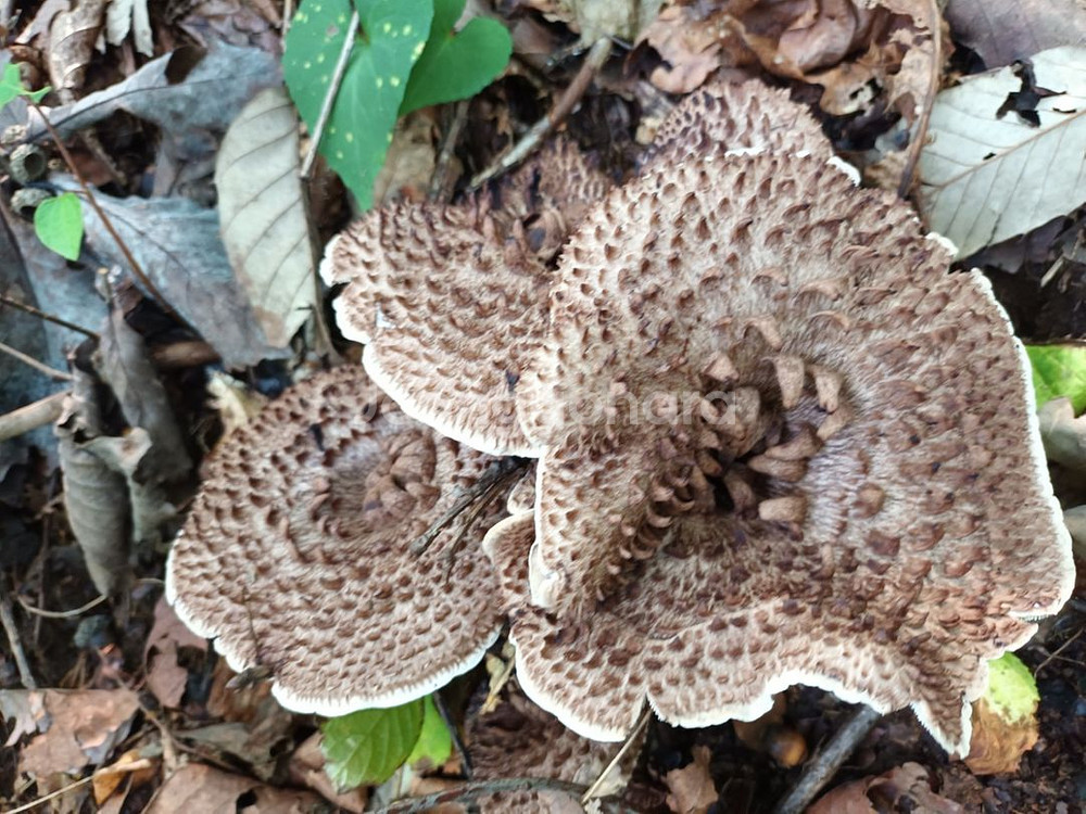 능이버섯 자연산 1kg--1