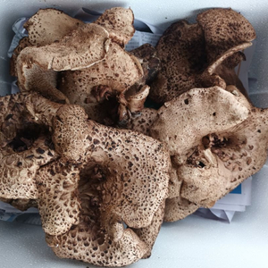 능이버섯 자연산 1kg