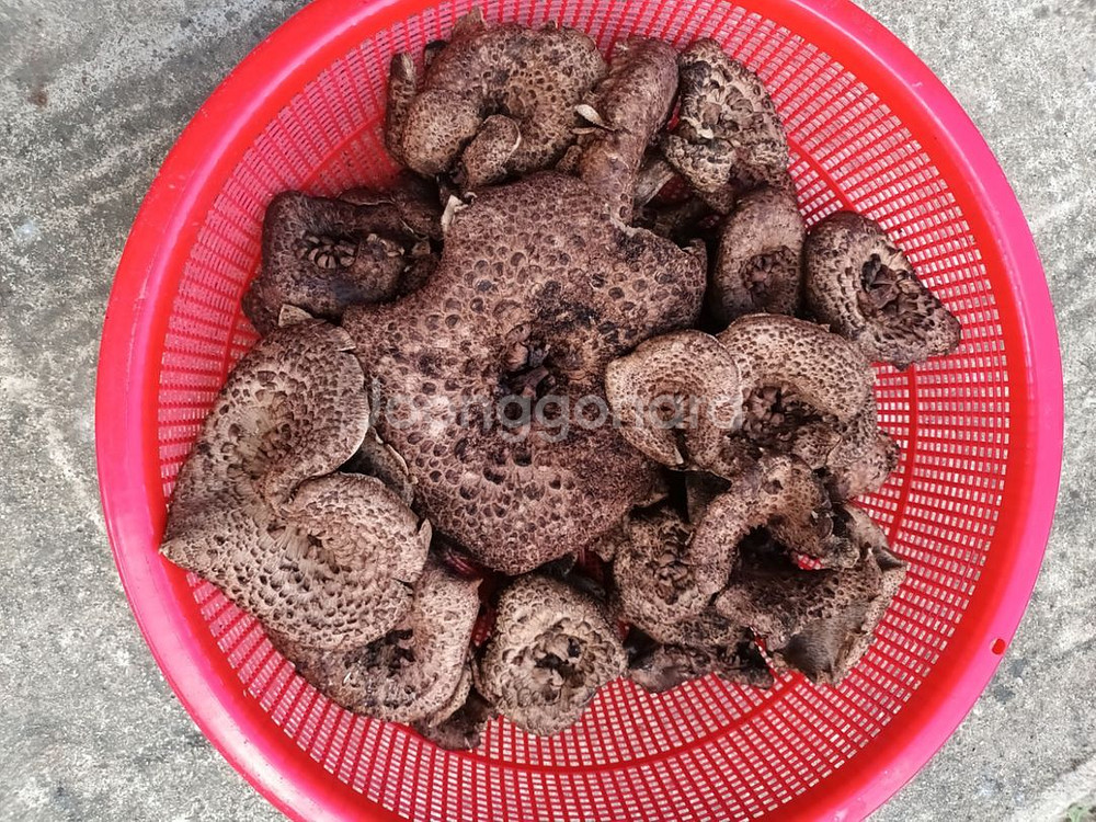능이버섯 자연산 1kg--2
