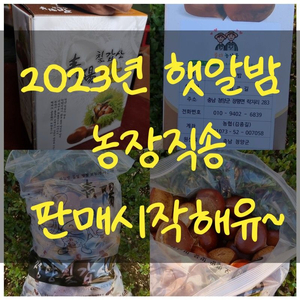 2023년 햇알밤(추파밤 병고밤 옥광밤) 판매합니다