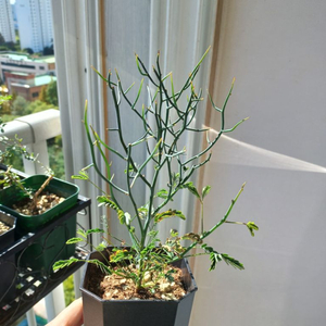 아카시아 아필라(호주식물.화분)