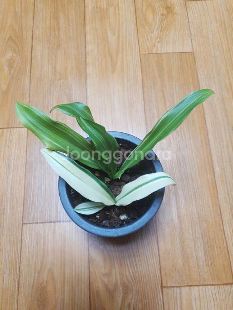 만년청 멋진무늬--3