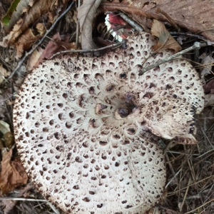 자연산 능이버섯 1kg