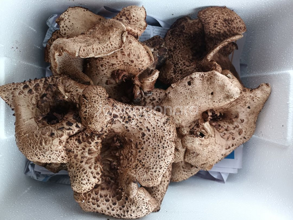 자연산 능이버섯 1kg--1