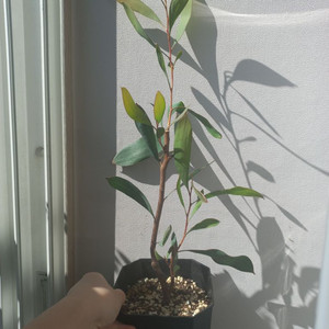 하케아 핀쿠션 꽃나무 (호주식물)화분