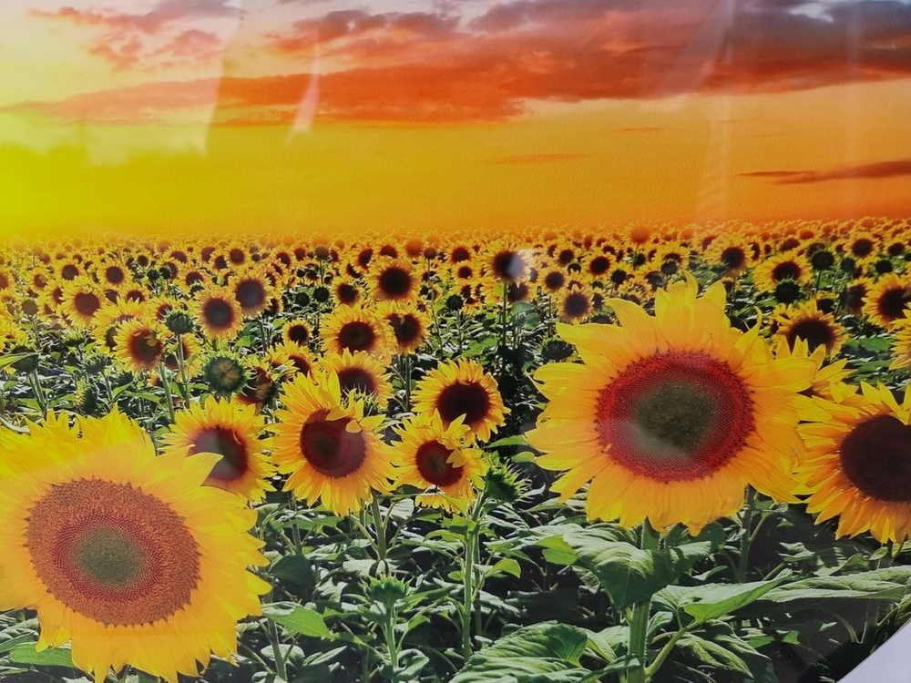 인테리어 장식 벽걸이 해바라기 그림액자--1