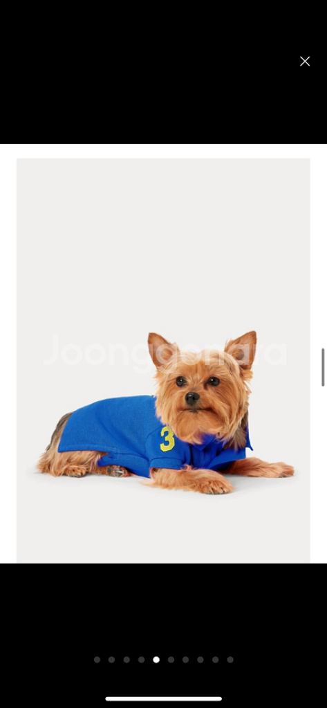 폴로 강아지 옷 m 사이즈 새상품 택배비포함--5