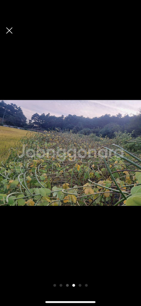 직접 재배한 결명자차--3