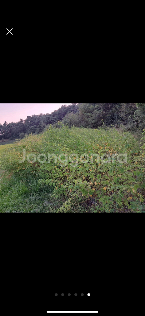 직접 재배한 결명자차--5