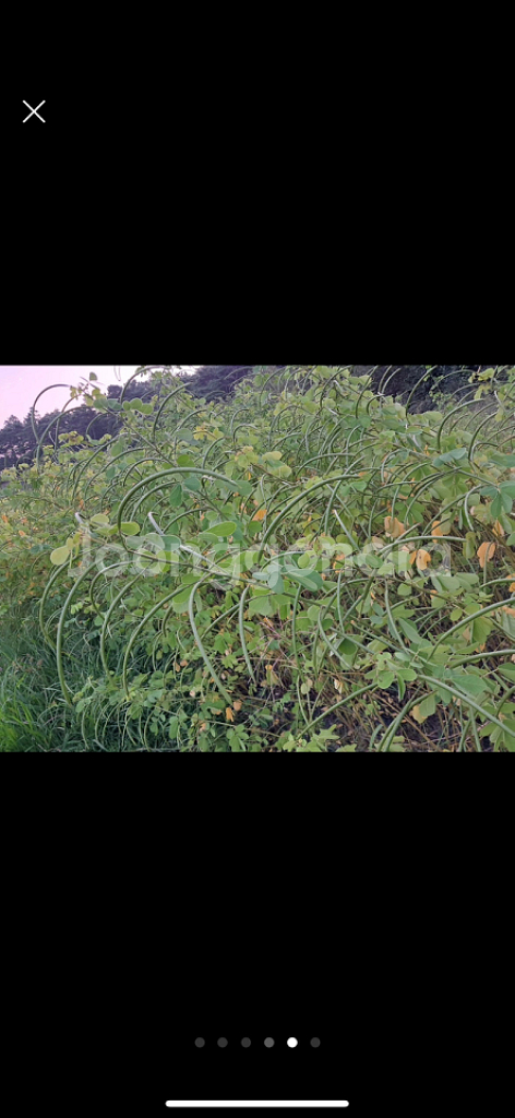 직접 재배한 결명자차--4