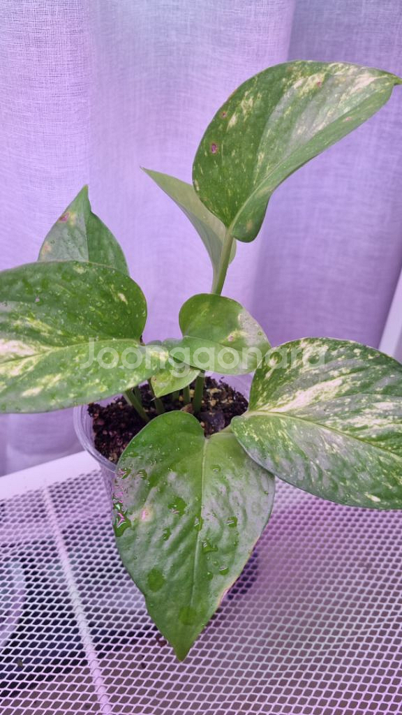 스킨답서스 (EPIPREMNUM AUREUM)--1