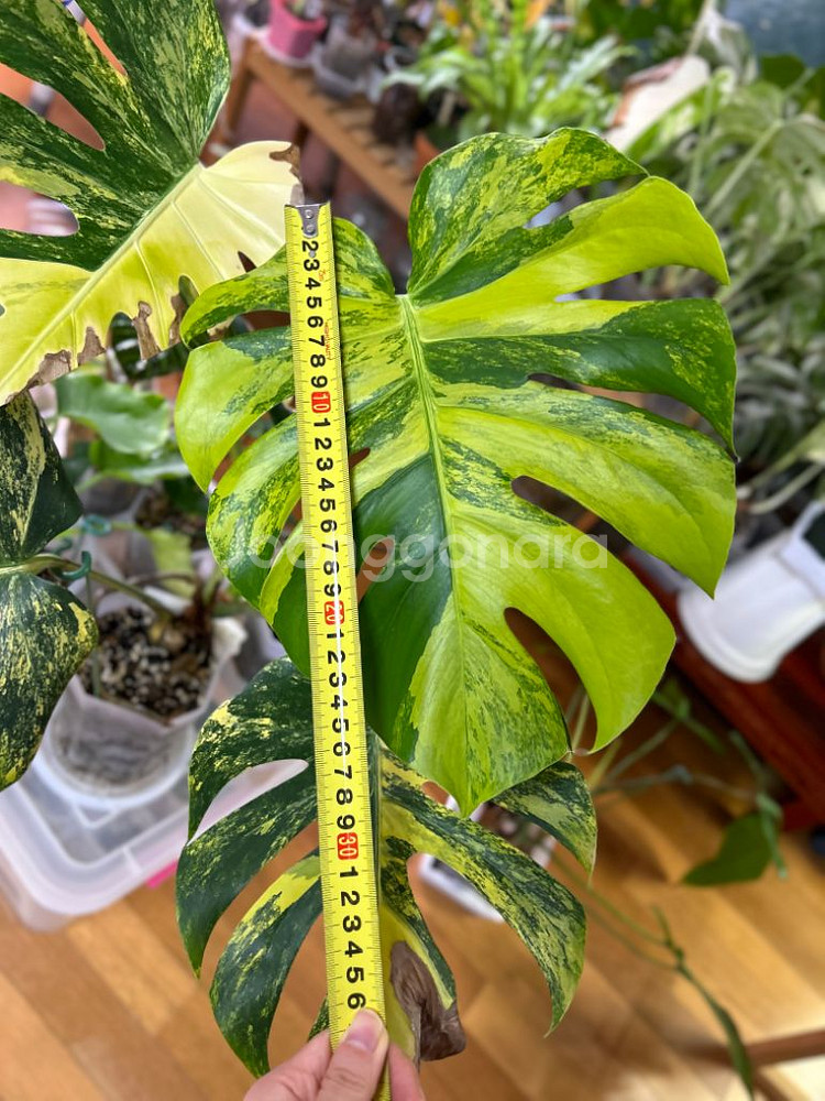 몬스테라 델리시오사 옐로우 델리 옐몬--1