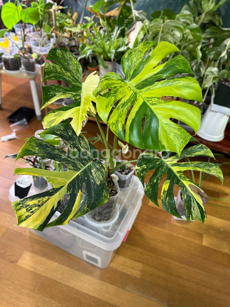 몬스테라 델리시오사 옐로우 델리 옐몬--0