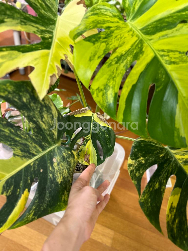 몬스테라 델리시오사 옐로우 델리 옐몬--2