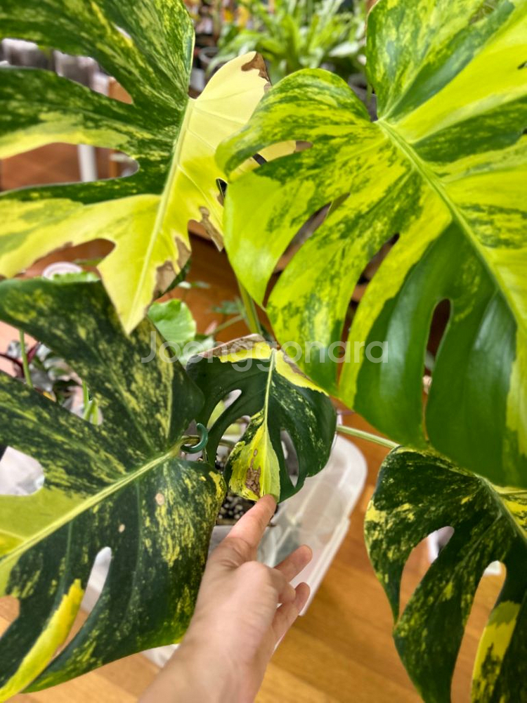 몬스테라 델리시오사 옐로우 델리 옐몬--3