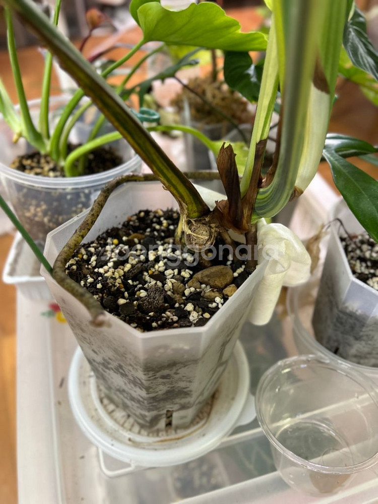 몬스테라 델리시오사 옐로우 델리 옐몬--4