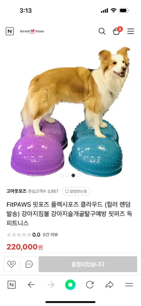 강아지 피트니스 애견피트니스 이미지