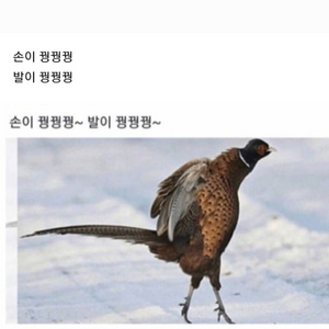 포뷰트 엠스타일러ax 남자 고데기