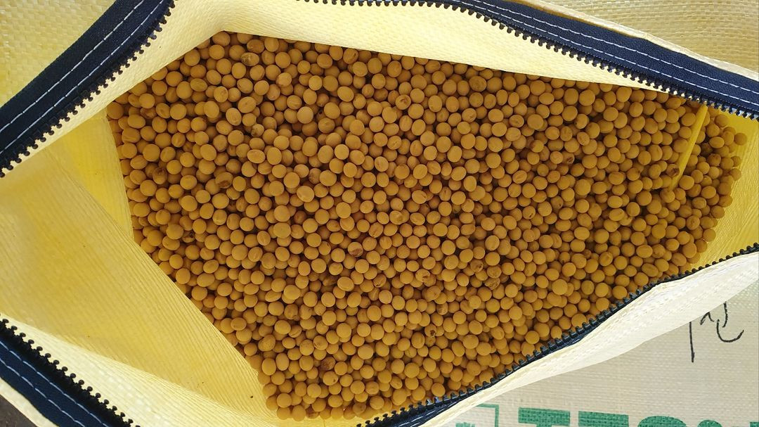 메주콩 흰콩 팔아요--1