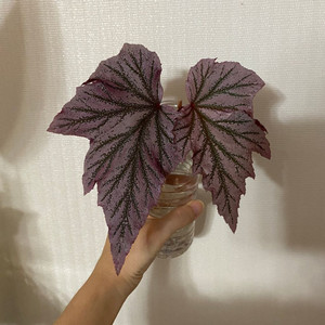 [실습] 꽃피는 핑크펄 베고니아 핑크밍스 식물 화초
