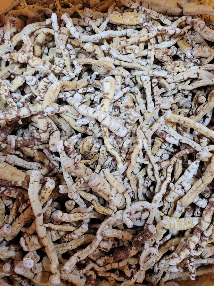 건조백하수오 1kg--1