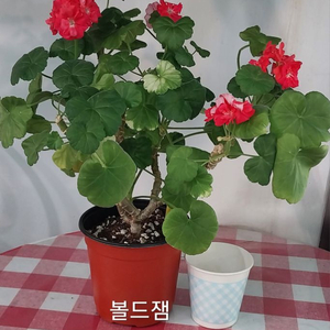 제라늄 분양합니다