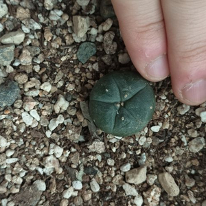 lophophora frcii 선인장 로포포라