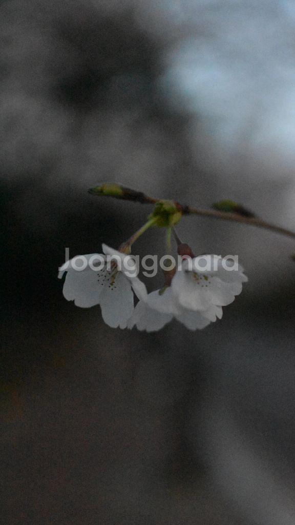 Nikon D5600 DSLR 카메라--4