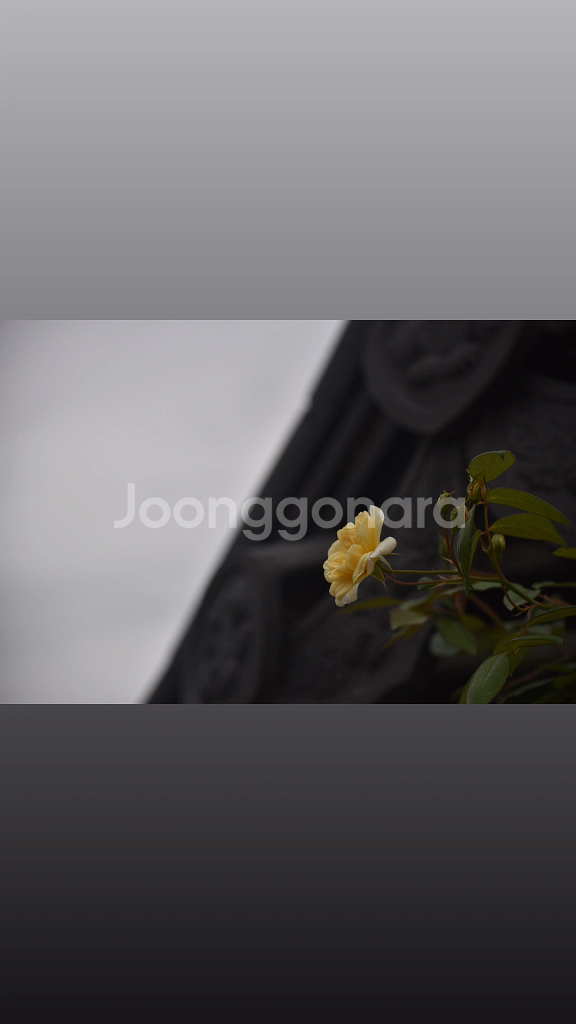 Nikon D5600 DSLR 카메라--3
