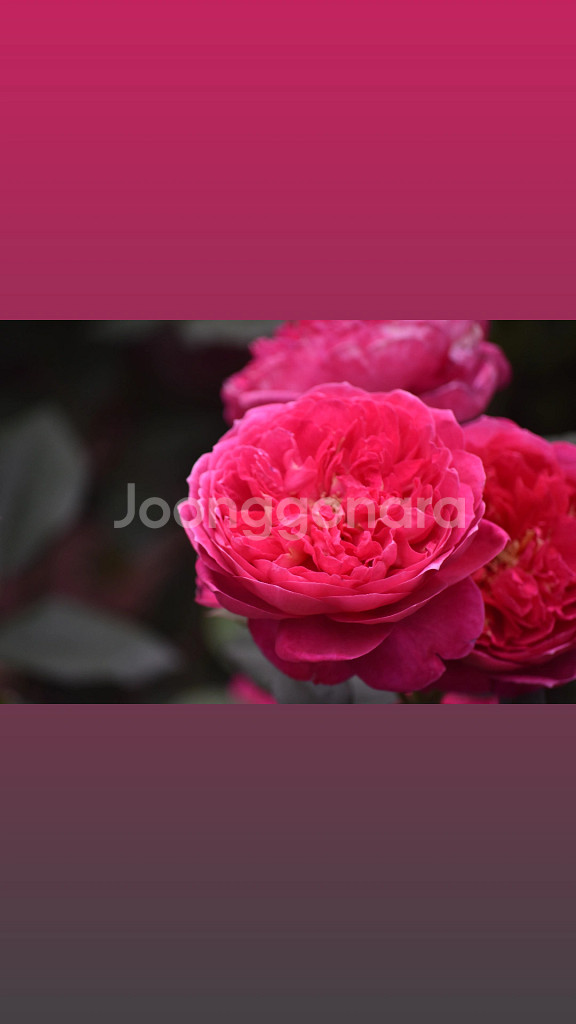 Nikon D5600 DSLR 카메라--6