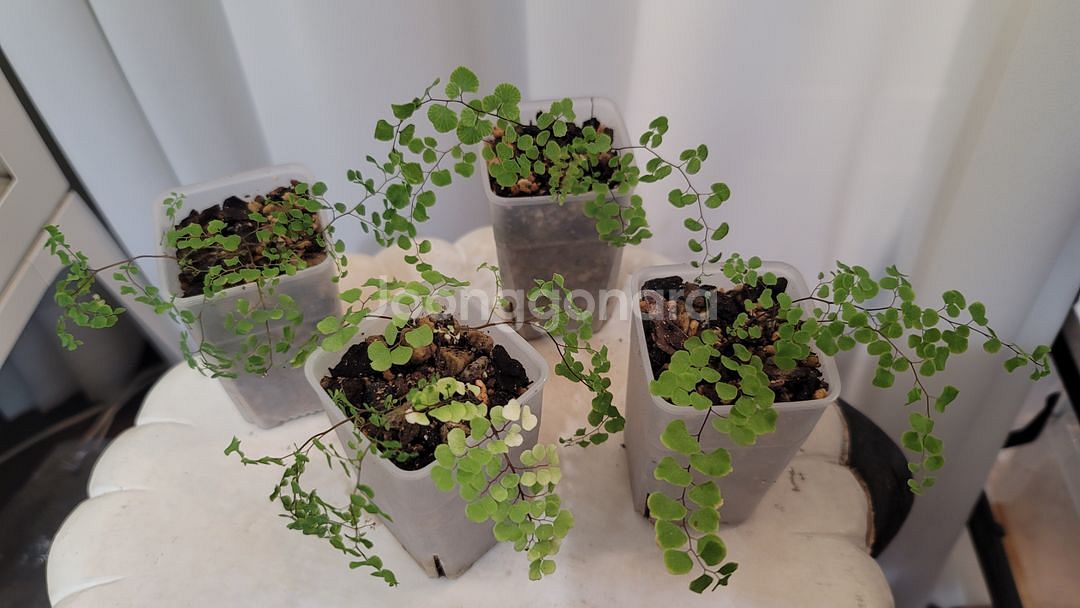 아디안텀 에티오피쿰(암공작 고사리)--1