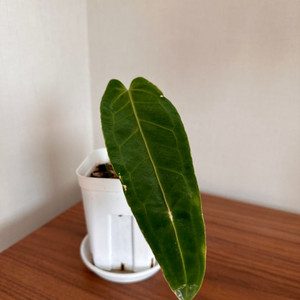 안스리움 와로퀘아넘 (와로쿠)