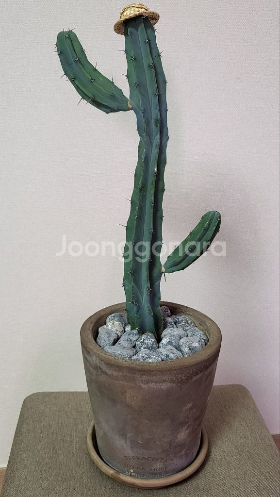 양팔 용신목 중품 / 희귀 수형--1