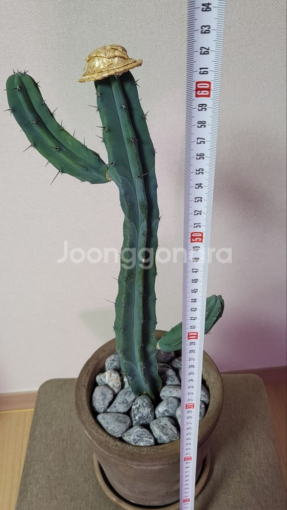 양팔 용신목 중품 / 희귀 수형--2