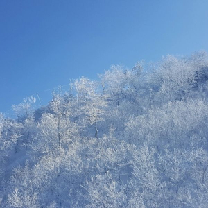 무주리조트 예스2회원권 양도합니다