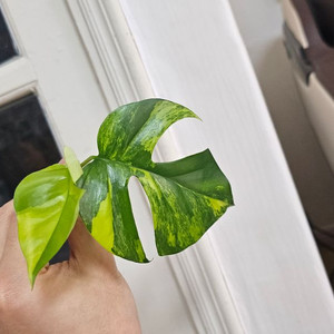 예약